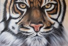 Tête de tigre