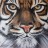 Tete de tigre Shizuka